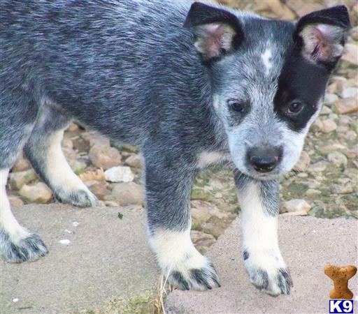 Australian Cattle Dog puppy for sale